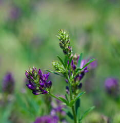 Beautiful close-up of medicago sativa