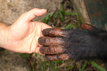 Tierschutz: Mensch und verletzter Schimpanse Affe halten einander die Hand im Urwald in Afrika /...