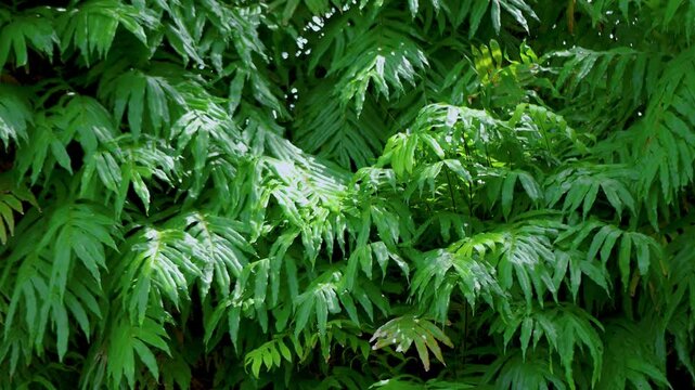 The green monstera leaves in the tropical forest are separate Swiss Cheese Plant on a white background.