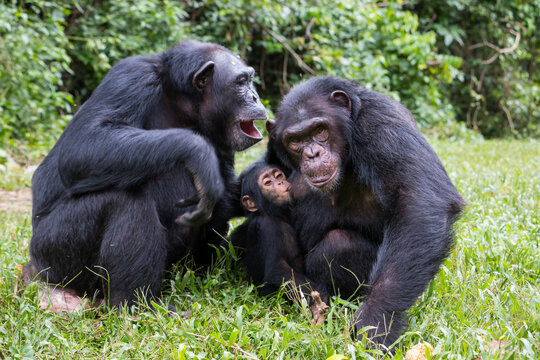 Zwei Schimpansen Affen im Gespr&auml;ch, mit Baby, was gerade ges&auml;ugt wird, im Urwald in Afrika / Nigeria