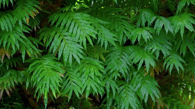 The green monstera leaves in the tropical forest are separate Swiss Cheese Plant on a white background.