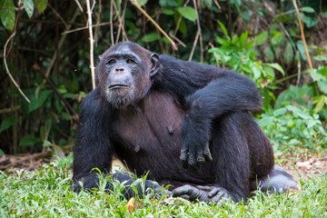 Schimpanse Affe liegt ganz lässig und entspannt im Urwald in Afrika / Nigeria