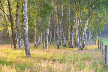 Golden birch tree forest on a fresh summer morning in the scenic English countryside.