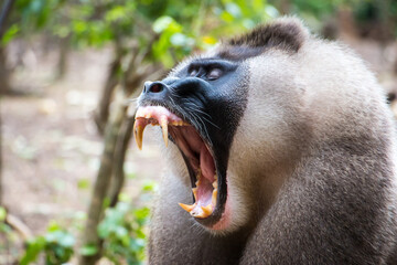 Drill Affe im Urwald in Afrika / Nigeria gähnt und zeigt seine imposanten Zähne