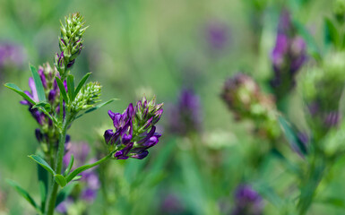 Beautiful close-up of medicago sativa