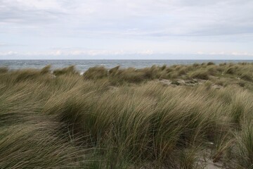 Der Strandhafer wiegt sich im Wind. Im Hintergrund ist die Ostsee in Dierhagen auf dem Fischland zu sehen.