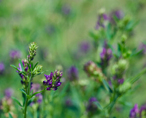 Beautiful close-up of medicago sativa