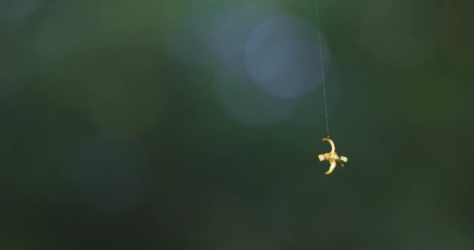 A small yellow object is suspended in the air by spiderweb