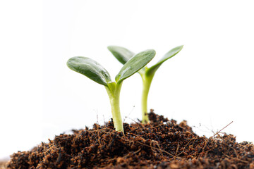 Close-up of green seedlings sprouting from fertile soil, symbol of growth, nature, and...
