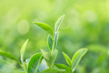 Close-up of fresh green tea leaves with soft sunlight and blurred background, perfect for organic farming or nature concepts.
