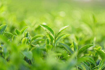 Close-up of fresh green tea leaves with soft sunlight and blurred background, perfect for organic farming or nature concepts.