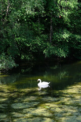 cisne lago verde copenhagen dinamarca