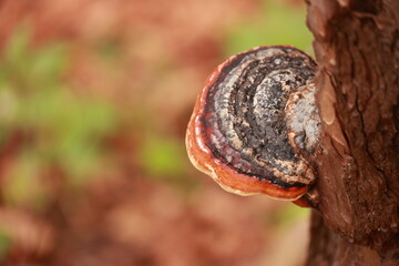 A mushroom is growing on a tree