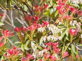 春の花木-馬酔木（アセビ）