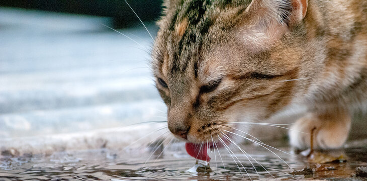 gato a beber