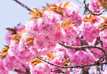 濃いピンクのサトザクラ