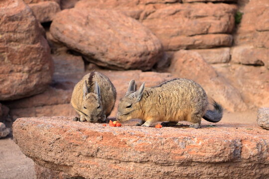 Chinchilla's rock, Roca de viscachas, Cute viscacha in the High Andean Plateau desert, Bolivia