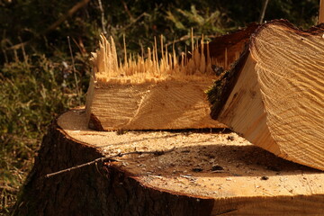 A tree stump with a large hole in it