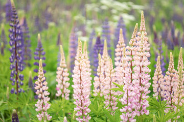 blooming pink and purple lupines, wild flowers wallpaper
