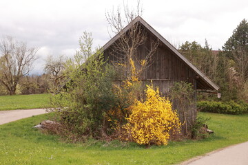A small wooden building with a yellow bush growing out of it
