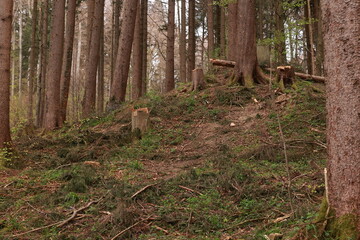 A forest with a lot of dead trees and a few stumps