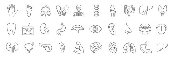 Human organs line icon set. Anatomy, body parts, kidney, bladder, pancreas, intestine, thyroid, pelvis, skeleton, joint, hand, nose, mouth, tongue, and more. Vector illustration.