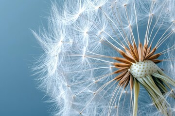 Fototapeta premium Dandelion Seedhead: Close-Up of White Fluffy Seeds, Stem, and Blue Background