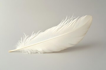 Fototapeta premium Single White Feather on Gray Background: Softness, Purity, and Lightness