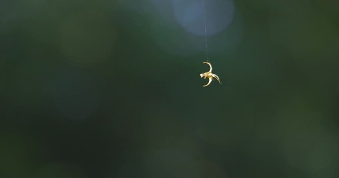 A small yellow object is suspended in the air by spiderweb