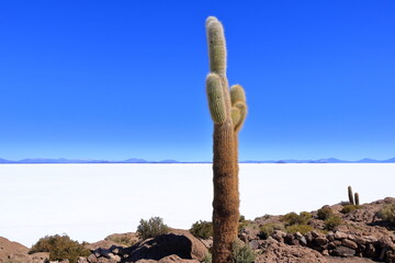 Cactus on cactus island (Isla Incahuasi) in the salt flat desert of Uyuni, Bolivia