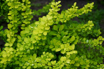 Golden leaves of the Thunberg barberry. High quality photo
