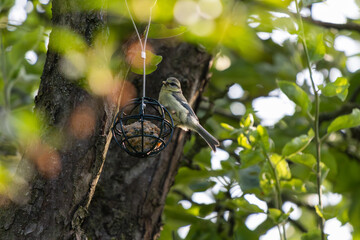blue tit on a brunch © Lens by Kate