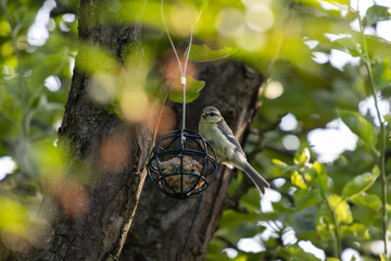 blue tit on a tree © Lens by Kate