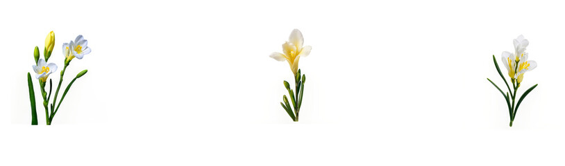 A set of delicate freesia flower PNG with transparent background, ideal for elegant floral designs, digital art, and craft projects.