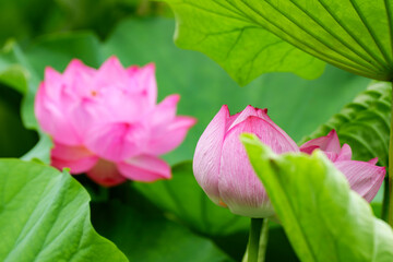 咲きかけの蓮とぼけた花の背景（不忍池）