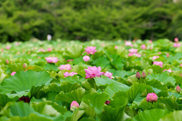 蓮の花が咲く初夏の池（不忍池）