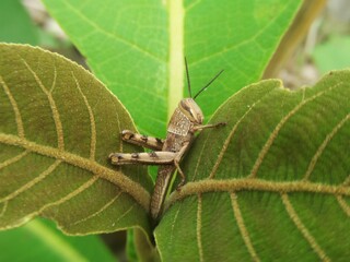 a brown grasshopper resting between two leaves