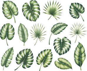 Watercolor Tropical leaves collection in hand painted watercolor botanical style.