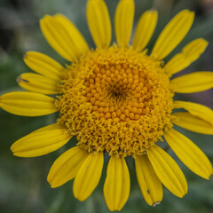 yellowish