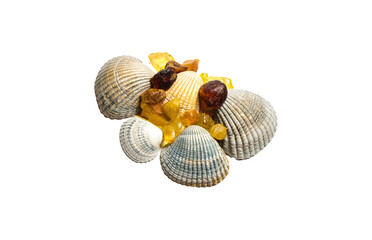 Muscheln mit Bernsteinen Studio