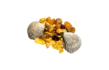 Bernsteine und Muscheln in Studio