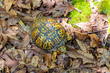 Common name Eastern Box Turtle, Common Box Turtle or American Box Turtle (Terrapene carolina), is native to the Eastern United States.