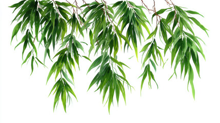 Obraz premium Bamboo Leaves, A minimalist watercolor painting of narrow, elegant green bamboo leaves hanging down on a white background, nature wallpaper. Watercolor illustration background.