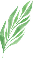 Watercolor Fern Green Leaves Isolated Element. Botanical Leaf Greenery for Wedding Invitation, Save the Date, Thank You, or Spring Greeting Card