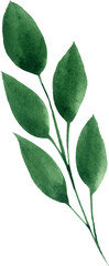 Watercolor Green Leaves Isolated Element. Botanical Leaf Greenery for Wedding Invitation, Save the Date, Thank You, or Spring Greeting Card