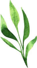 Watercolor Green Leaves Isolated Element. Botanical Leaf Greenery for Wedding Invitation, Save the Date, Thank You, or Spring Greeting Card