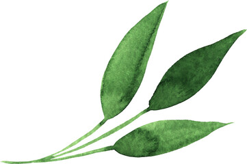 Watercolor Green Leaves Isolated Element. Botanical Leaf Greenery for Wedding Invitation, Save the Date, Thank You, or Spring Greeting Card