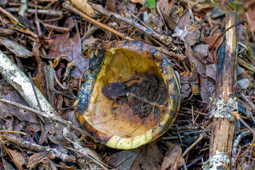 Common name Eastern Box Turtle, Common Box Turtle or American Box Turtle (Terrapene carolina), is native to the Eastern United States. Empty shell Box turtle