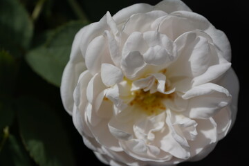 quantum white valentine rose