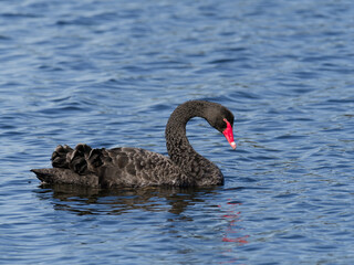 Australia Black Swan (Cygnus atratus) swimming on a lake.